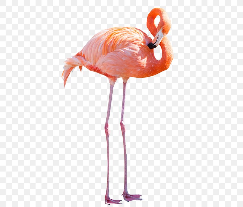 Greater Flamingo American Flamingo Stock Photography Royalty-free, PNG, 550x700px, Greater Flamingo, American Flamingo, Beak, Bird, Flamingo Download Free