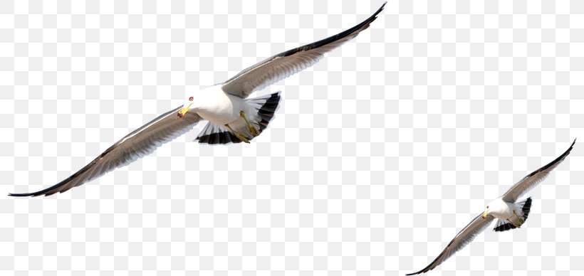Gulls Bird Pigeons And Doves Rock Dove European Herring Gull, PNG, 800x388px, Gulls, Beak, Bird, Bird Nest, Charadriiformes Download Free