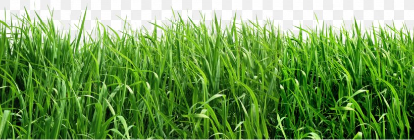 Lawn Artificial Turf Insecticide Insect Repellent Garden, PNG, 1900x644px, Lawn, Agriculture, Commodity, Crop, Display Resolution Download Free