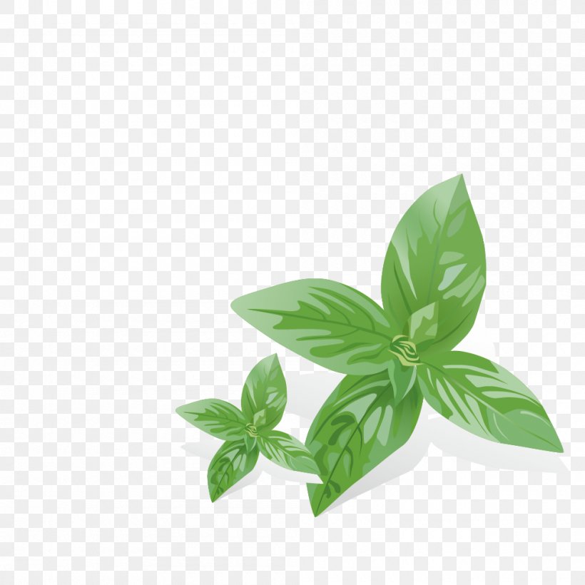 Mentha Spicata Euclidean Vector, PNG, 1000x1000px, Mentha Spicata, Cartoon, Class, Element, Grass Download Free