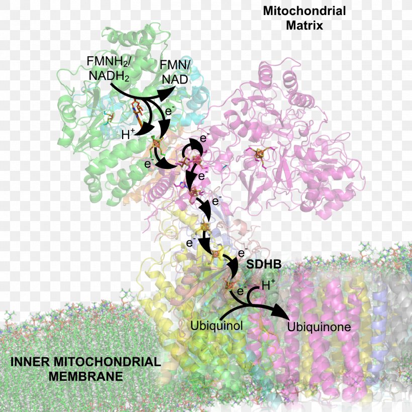 NADH:ubiquinone Oxidoreductase Succinate Dehydrogenase Nicotinamide Adenine Dinucleotide Arnas Katea, PNG, 1620x1620px, Nadhubiquinone Oxidoreductase, Arnas Katea, Art, Blossom, Branch Download Free