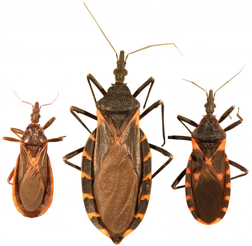 Triatoma Protracta Insect Mosquito Chagas Disease, PNG, 3165x3096px, Insect, Arthropod, Assassin Bug, Chagas Disease, Cockroach Download Free