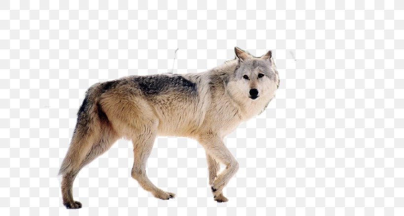 Yellowstone National Park Idaho Montana Dog Endangered Species, PNG, 640x438px, Yellowstone National Park, Animal, Bear, Canis Lupus Tundrarum, Carnivoran Download Free