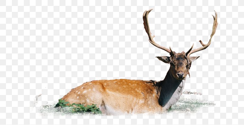 Elk White-tailed Deer Antelope Antler, PNG, 670x421px, Elk, Animal, Antelope, Antler, Deer Download Free