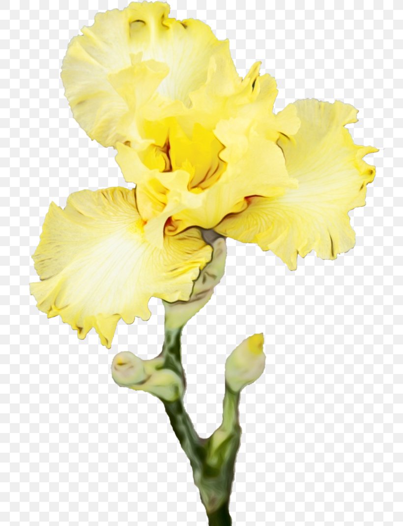 Flower Flowering Plant Yellow Petal Cut Flowers, PNG, 748x1069px, Watercolor, Cattleya, Cut Flowers, Flower, Flowering Plant Download Free