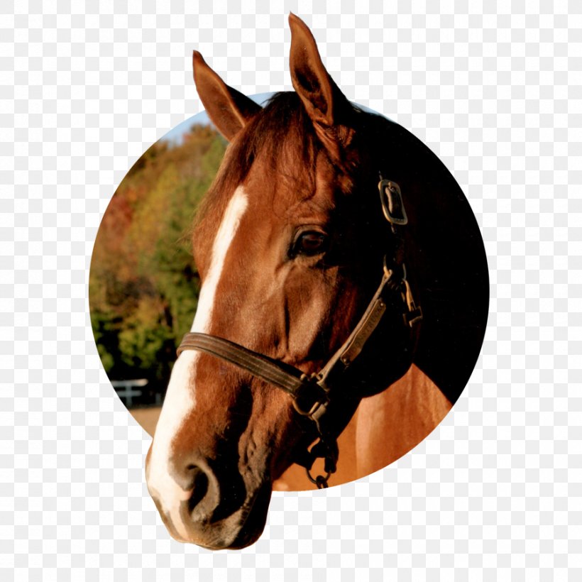 Halter Mane Mustang Stallion Mare, PNG, 900x900px, Halter, Abscess, Bird, Bridle, Horse Download Free