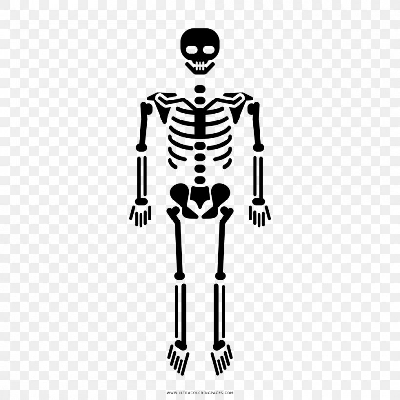Human Skeleton Bone Homo Sapiens Skull, PNG, 1000x1000px, Watercolor, Cartoon, Flower, Frame, Heart Download Free