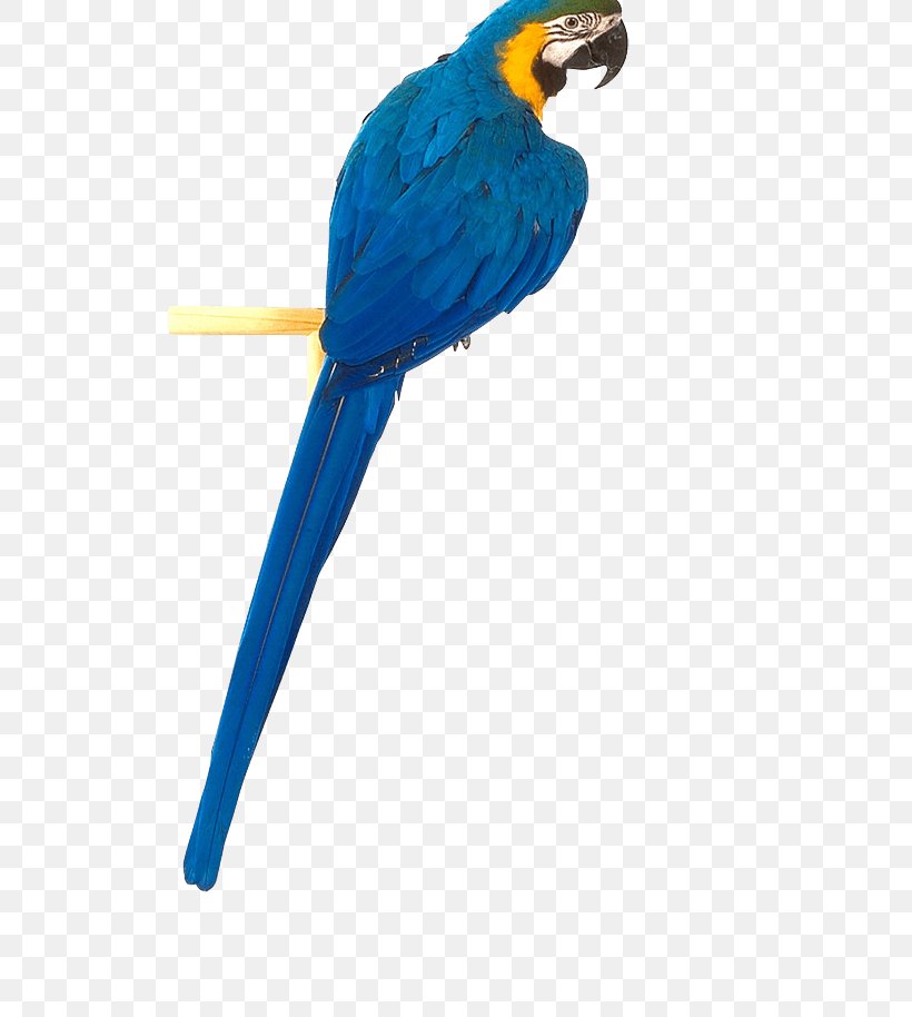 Bird True Parrot, PNG, 551x914px, Parrot, Beak, Bird, Blue And Yellow Macaw, Clipping Path Download Free