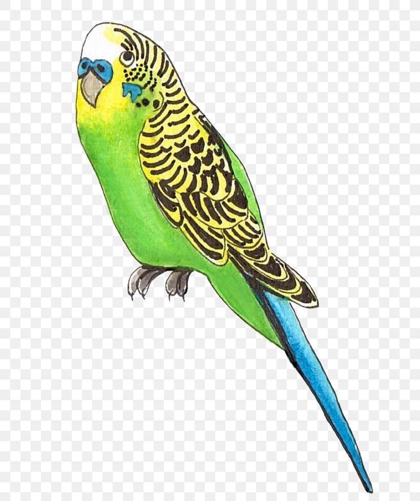 Budgerigar Lovebird Parakeet Parrot, PNG, 658x977px, Budgerigar, Beak, Bird, Common Pet Parakeet, Fauna Download Free