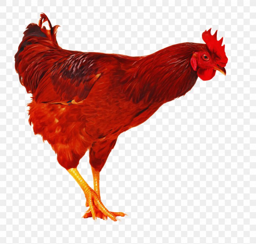 Chicken Bird Rooster Red Comb, PNG, 1920x1832px, Chicken, Beak, Bird, Comb, Fowl Download Free