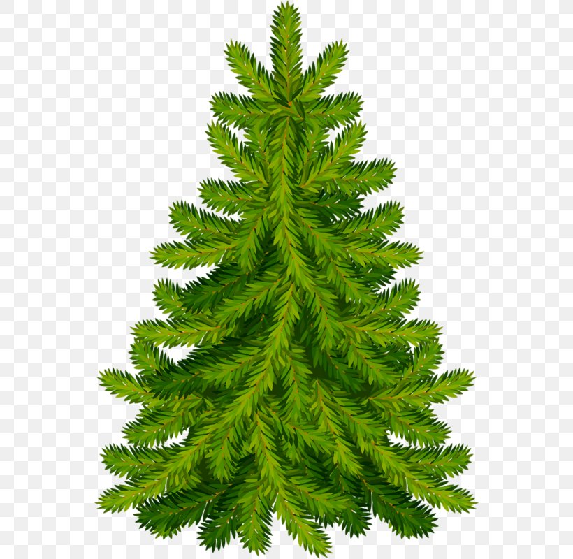 Christmas Tree Fir Pine, PNG, 552x800px, Christmas Tree, Artificial Christmas Tree, Biome, Branch, Christmas Download Free