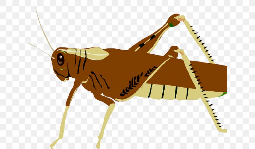 Clip Art Grasshopper Vector Graphics Insect Locust, PNG, 640x480px, Grasshopper, Arthropod, Cricket, Cricket Like Insect, Drawing Download Free