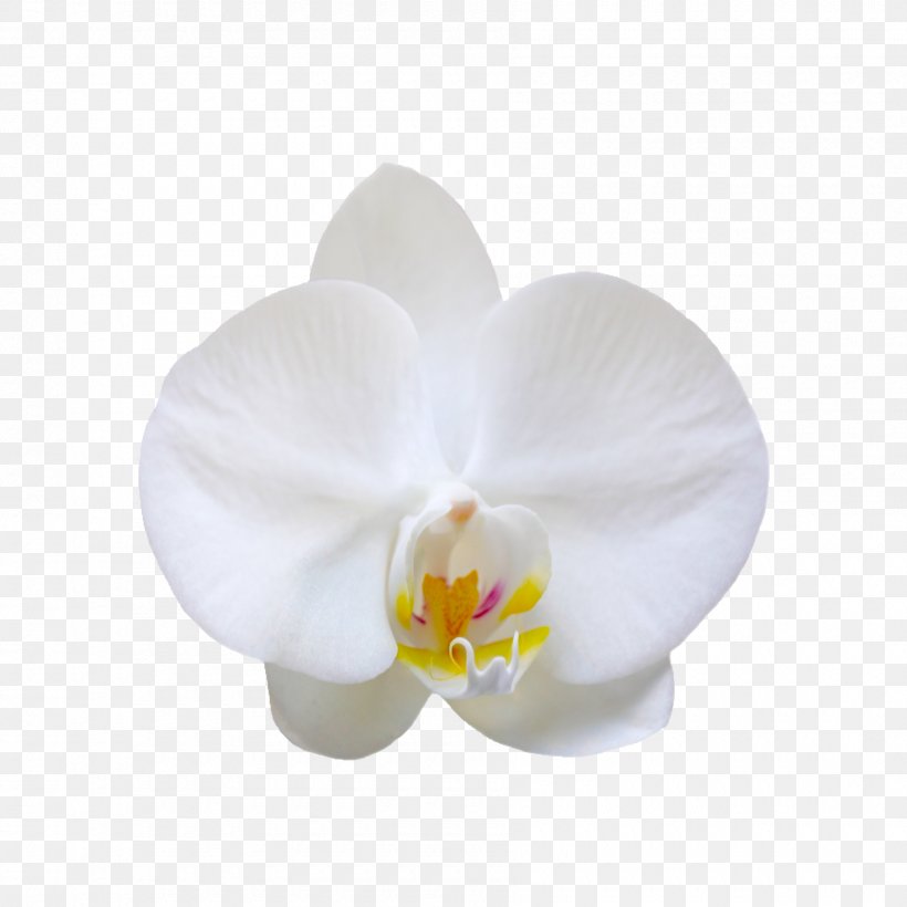 Flower Bouquet Nosegay, PNG, 1800x1800px, Flower Bouquet, Abstraction, Birthday, Creativity, Designer Download Free