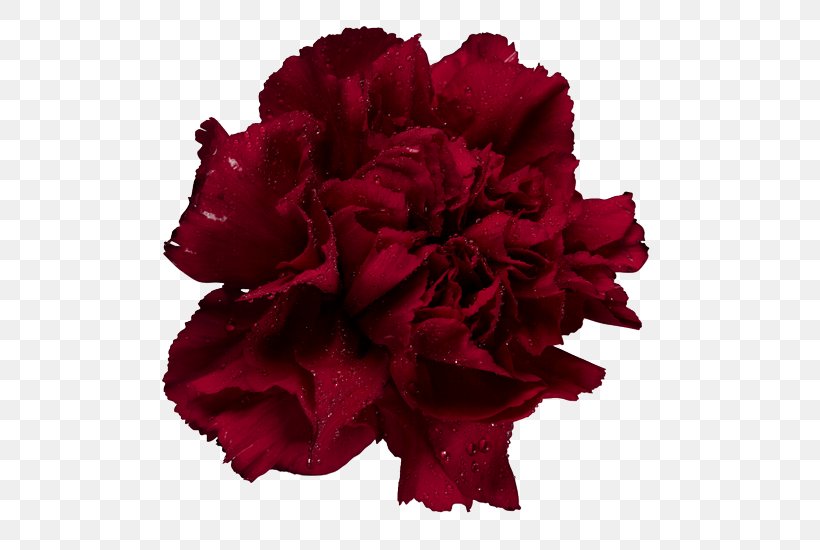 Garden Roses Carnation Cut Flowers Adobe Photoshop, PNG, 538x550px, Garden Roses, Birth Flower, Carnation, Cut Flowers, Dianthus Download Free