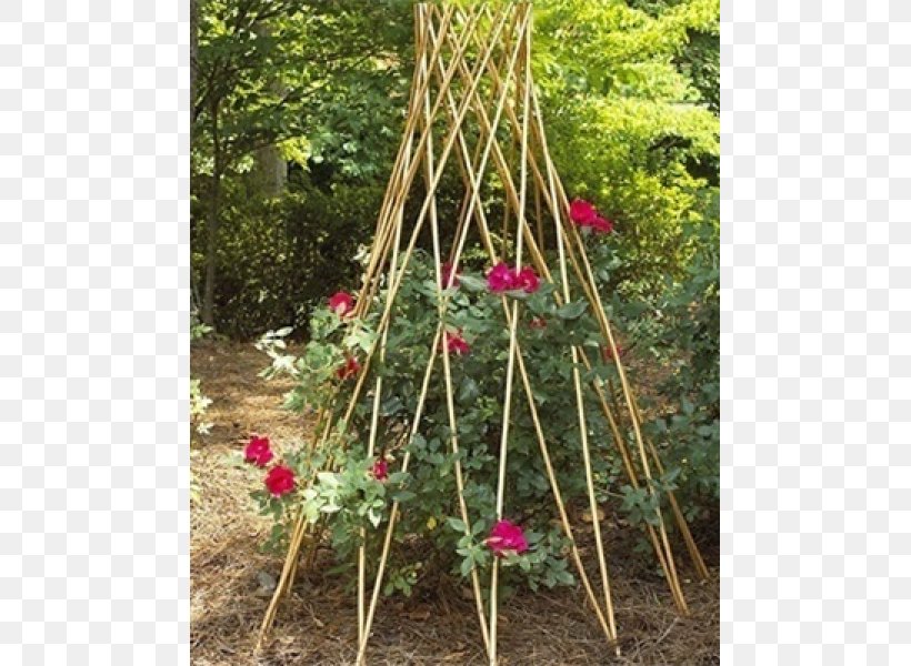 Trellis Garden Tropical Woody Bamboos Branch Plant, PNG, 600x600px, Trellis, Bougainvillea, Branch, Colonial Williamsburg, Evergreen Download Free