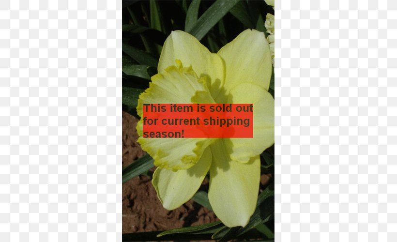Tulip Saint Patrick's Day Clover Wild Daffodil Bulb, PNG, 500x500px, Tulip, Amaryllis Family, Bulb, Canna Family, Canna Lily Download Free