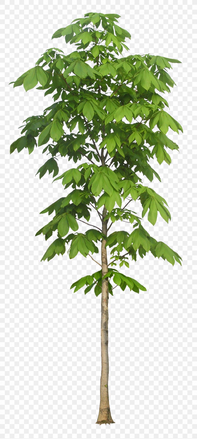 European Horse-chestnut Tree Plant Arbre Dalignement Macrophanerophytes, PNG, 1350x3000px, European Horsechestnut, Arbre Dalignement, Bark, Branch, Buckeyes Download Free