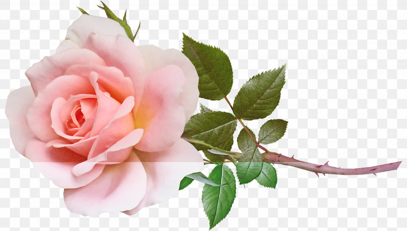 Garden Roses, PNG, 2560x1460px, Garden Roses, Artificial Flower, Cabbage Rose, Cut Flowers, Floral Design Download Free