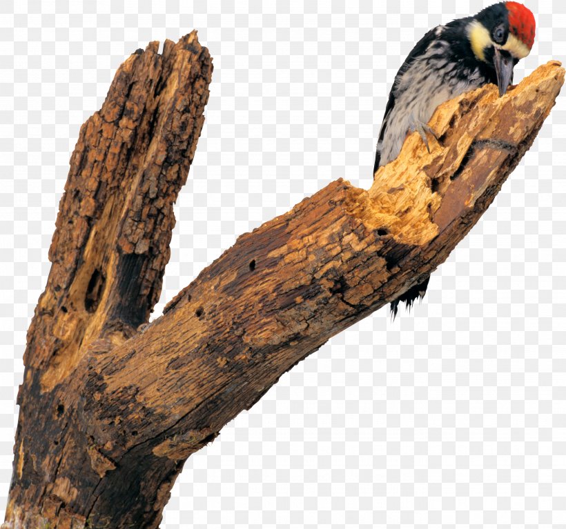 Woodpecker Bird Sparrow Parus Animal, PNG, 2687x2515px, Woodpecker, Animal, Bird, Branch, Common Raven Download Free