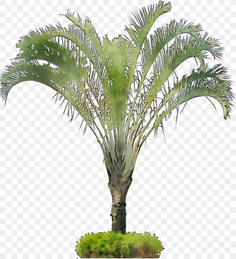 Babassu Flowerpot Coconut Oil Palms Palm Trees, PNG, 1044x1146px, Babassu, Aquarium Decor, Arecales, Attalea, Attalea Speciosa Download Free