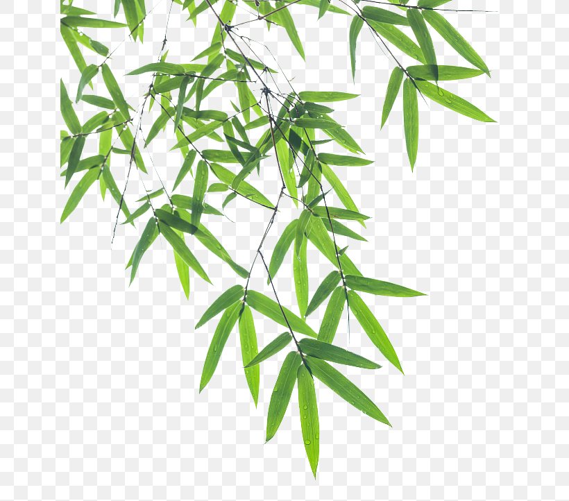 Bamboo Leaf Euclidean Vector, PNG, 646x722px, Bamboo, Branch, Element, Flowerpot, Grass Download Free