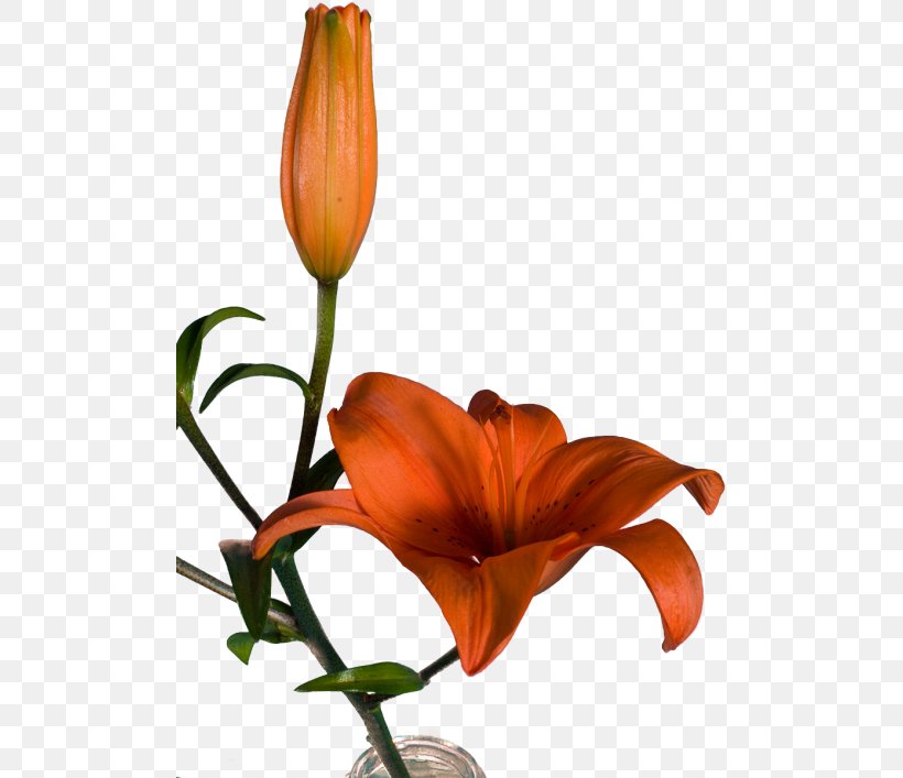Orange Lily Floral Design Cut Flowers Plant Stem, PNG, 500x707px, Orange Lily, Cut Flowers, Floral Design, Floristry, Flower Download Free