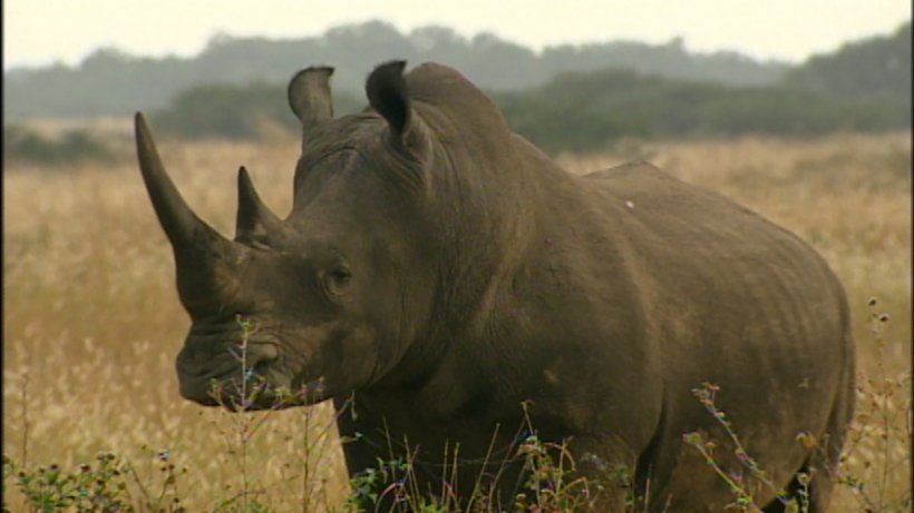 Rhinoceros Horn YouTube High-definition Video, PNG, 1920x1080px, Rhinoceros, Dvd, Ecoregion, Fauna, Film Download Free