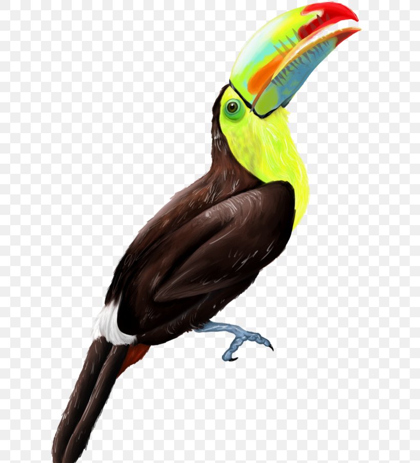 Toucan Bird Hornbill Beak Peregrine Falcon, PNG, 640x905px, Toucan, Animal, Beak, Bird, Common Cuckoo Download Free