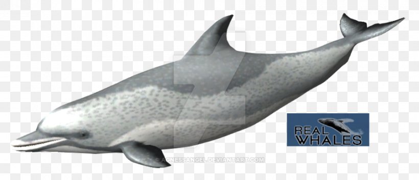 Common Bottlenose Dolphin Short-beaked Common Dolphin Tucuxi Rough-toothed Dolphin White-beaked Dolphin, PNG, 900x388px, Common Bottlenose Dolphin, Animal, Animal Figure, Biology, Bottlenose Dolphin Download Free