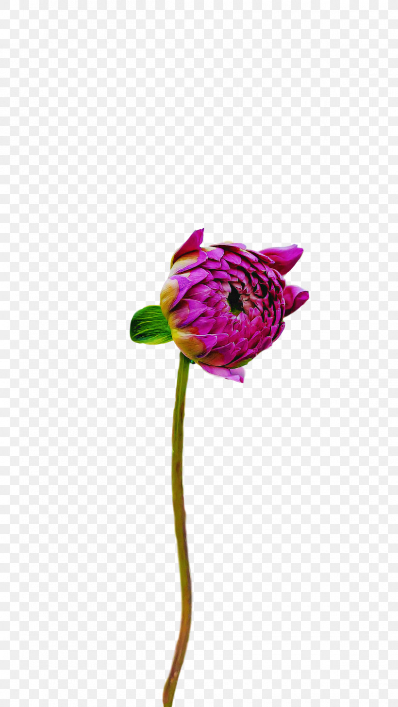 Garden Roses, PNG, 1200x2133px, Plant Stem, Biology, Bud, Closeup, Cut Flowers Download Free