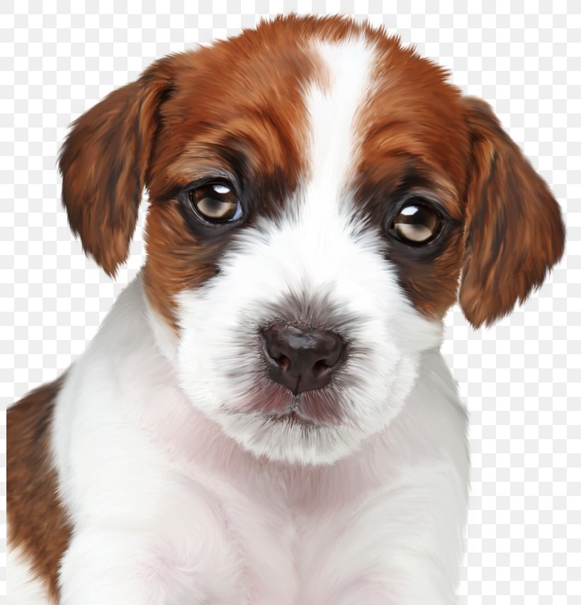 Kooikerhondje Puppy Maltese Dog Bolognese Dog Havanese Dog, PNG, 802x854px, Kooikerhondje, Animal, Bolognese Dog, Carnivoran, Cat Download Free