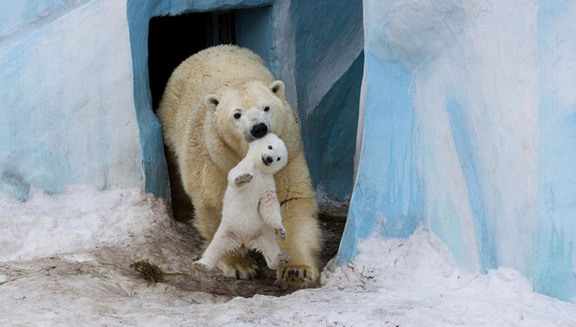Polar Bear Wild Animals And Their Babies Animal Parenting Wild Babies, PNG, 1186x674px, Polar Bear, Animal, Animal Parenting, Arctic, Bear Download Free