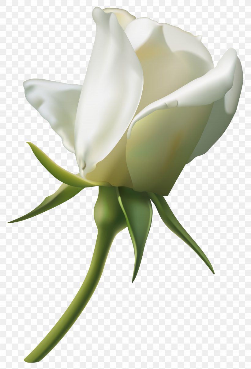 Rose White Bud Clip Art, PNG, 6733x9878px, Rose, Bud, Cut Flowers, Flower, Flowering Plant Download Free