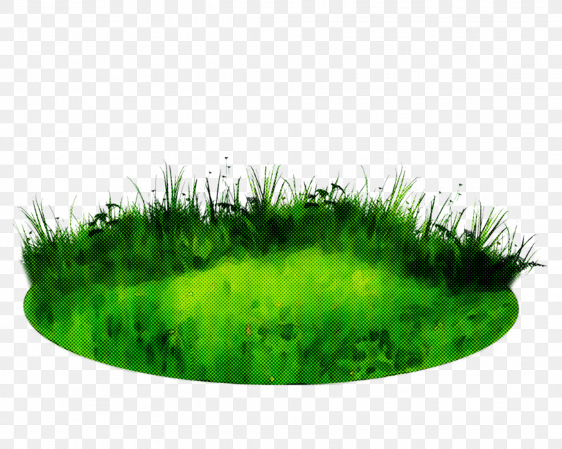 Green Grass Grass Family Plant Moss, PNG, 2289x1830px, Green, Grass, Grass Family, Herb, Lawn Download Free