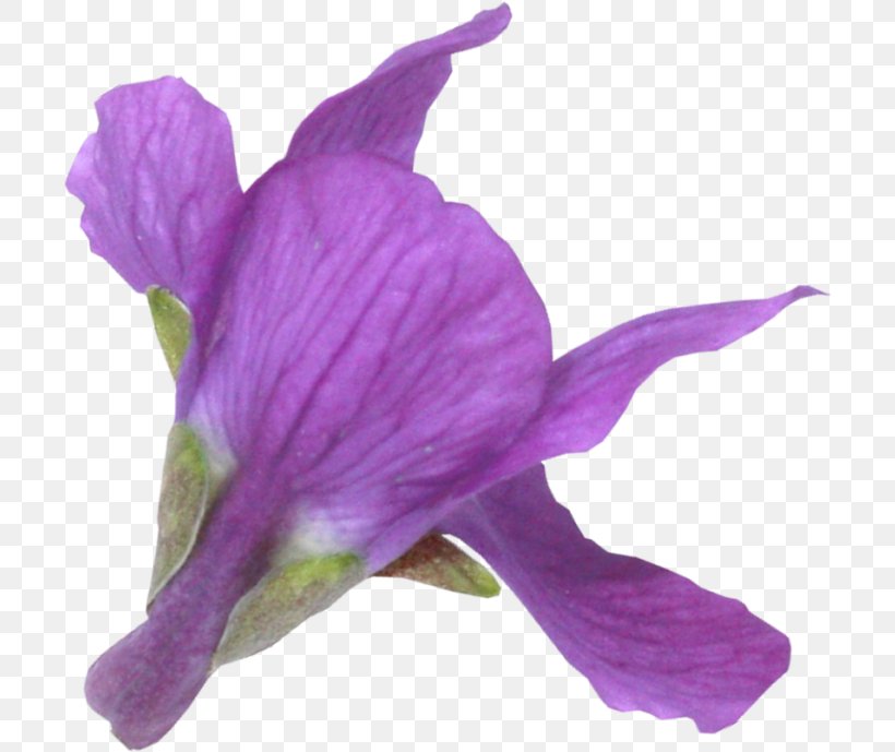 Petal, PNG, 704x689px, Petal, Flower, Flowering Plant, Iris, Iris Family Download Free