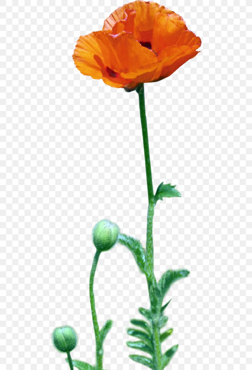 Desktop Wallpaper Poppy Painting Desktop Metaphor, PNG, 493x1200px, Poppy, Bud, Common Poppy, Computer Monitors, Cut Flowers Download Free