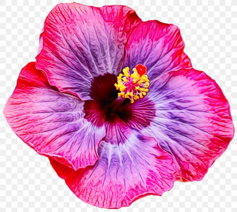 Pink Flower Cartoon, PNG, 1024x918px, Watercolor, Annual Plant, Chinese Hibiscus, Closeup, Flower Download Free