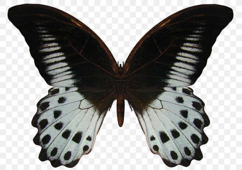 Butterfly Papilio Polymnestor Geranium Bronze Blog, PNG, 1600x1131px, Butterfly, Arthropod, Blog, Brush Footed Butterfly, Butterflies And Moths Download Free