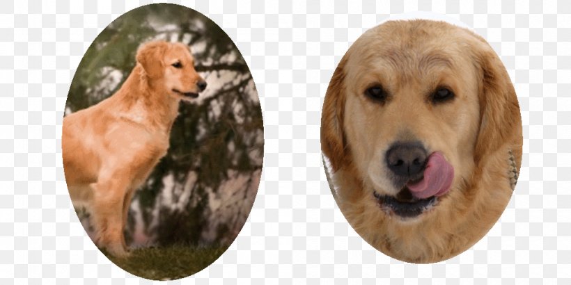Golden Retriever Dog Breed Sporting Group, PNG, 1000x500px, Golden Retriever, Breed, Breeding Program, Carnivoran, Color Download Free