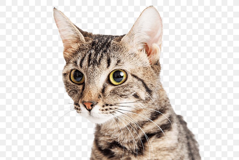 Tabby Cat Kitten Stock Photography British Shorthair Persian Cat, PNG, 640x550px, Tabby Cat, Aegean Cat, American Bobtail, American Shorthair, American Wirehair Download Free
