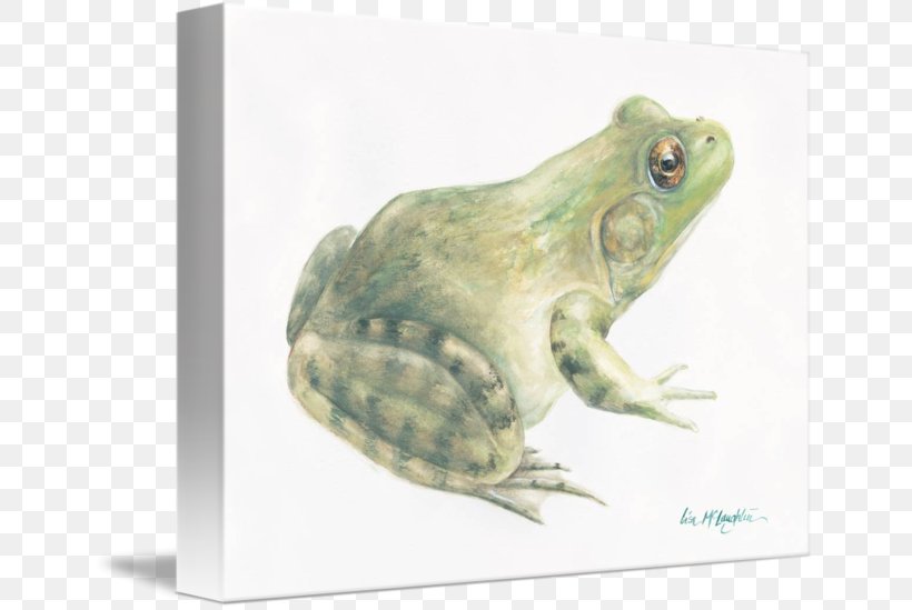 American Bullfrog True Frog Toad Tree Frog, PNG, 650x549px, American Bullfrog, Amphibian, Animal, Art, Bullfrog Download Free