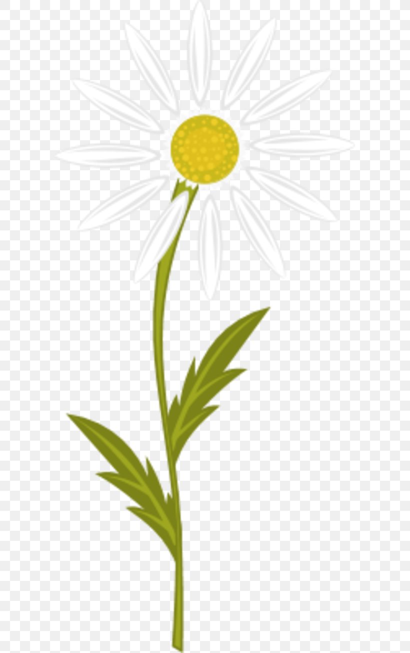 Chamomile Free Content Clip Art, PNG, 600x1304px, Chamomile, Daisy, Film, Flora, Floral Design Download Free
