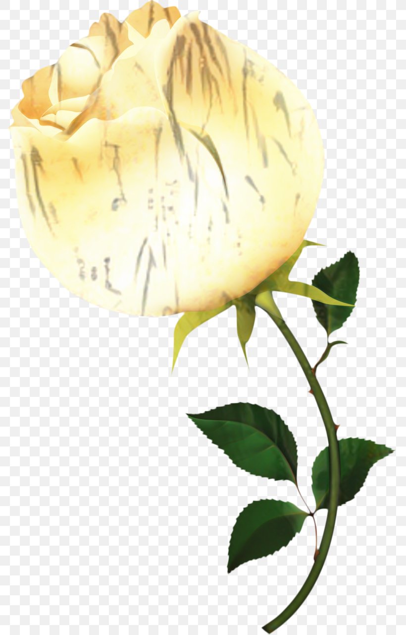 Clip Art Rose Image Download, PNG, 797x1280px, Rose, Book, Botany, Com, Flower Download Free