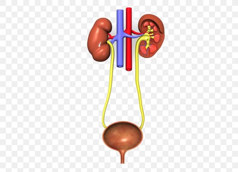 Excretory System Urinary Tract Infection Urine Urinary Bladder Genitourinary System, PNG, 547x593px, Watercolor, Cartoon, Flower, Frame, Heart Download Free