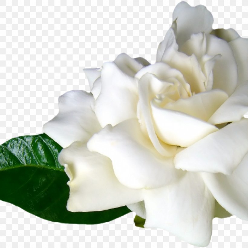 Garden Roses Flower, PNG, 1000x1000px, Garden Roses, Cut Flowers, Floral Design, Floribunda, Floristry Download Free
