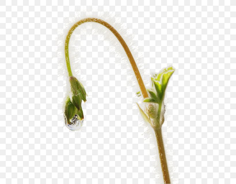 Garden Scorpion Grasses Plant Stem Flower, PNG, 473x640px, Garden, Bud, Fence, Flower, Furniture Download Free