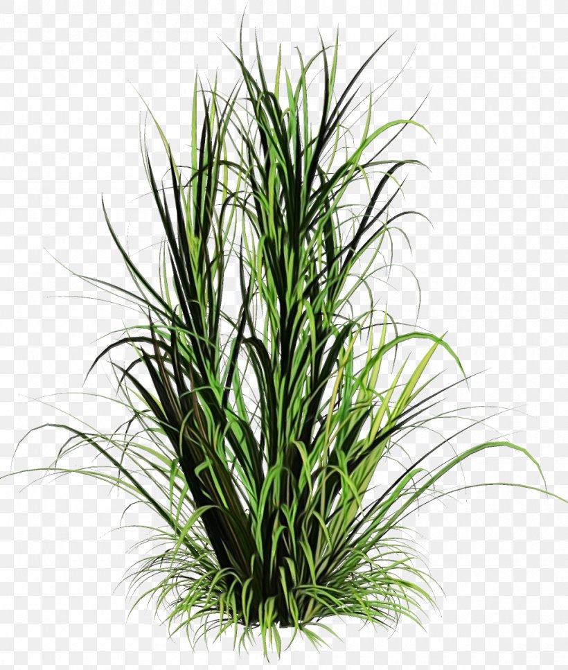 Grass Plant Terrestrial Plant Houseplant Grass Family, PNG, 1000x1180px, Watercolor, Flower, Grass, Grass Family, Herb Download Free