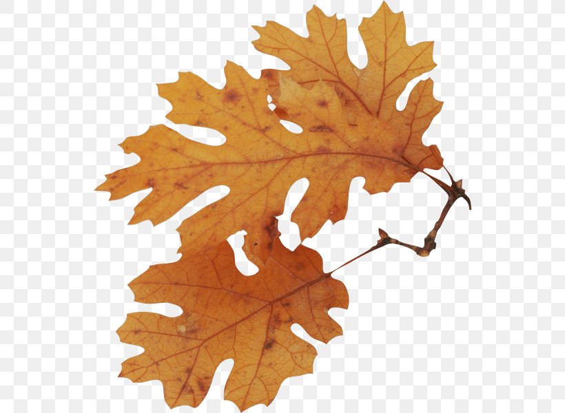 Bur Oak English Oak Notholithocarpus Densiflorus Leaf White Oak, PNG, 550x600px, Bur Oak, Autumn Leaf Color, English Oak, Gall, Leaf Download Free