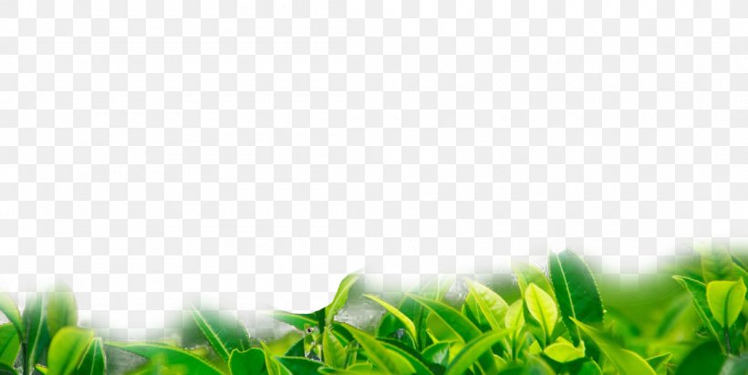 Green Tea Biluochun Chrysanthemum Tea Camellia Sinensis, PNG, 1100x552px, Tea, Biluochun, Bud, Camellia Sinensis, Chrysanthemum Tea Download Free