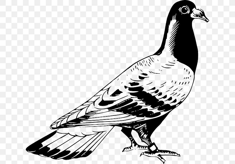 Homing Pigeon English Carrier Pigeon Columbidae Drawing Release Dove, PNG, 640x572px, Homing Pigeon, Beak, Bird, Bird Of Prey, Black And White Download Free